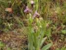 Ophrys scolopax